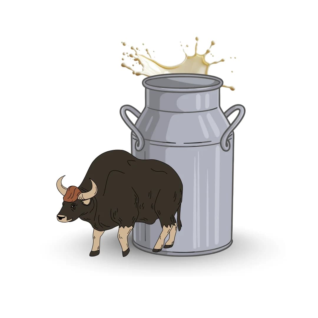 Buffalo Milk category