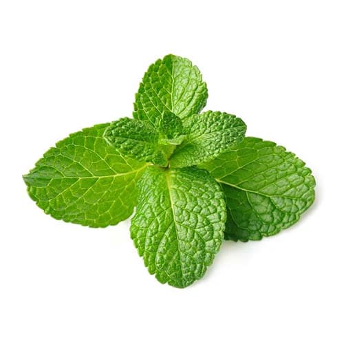 Organically-grown (Mint) -100gm