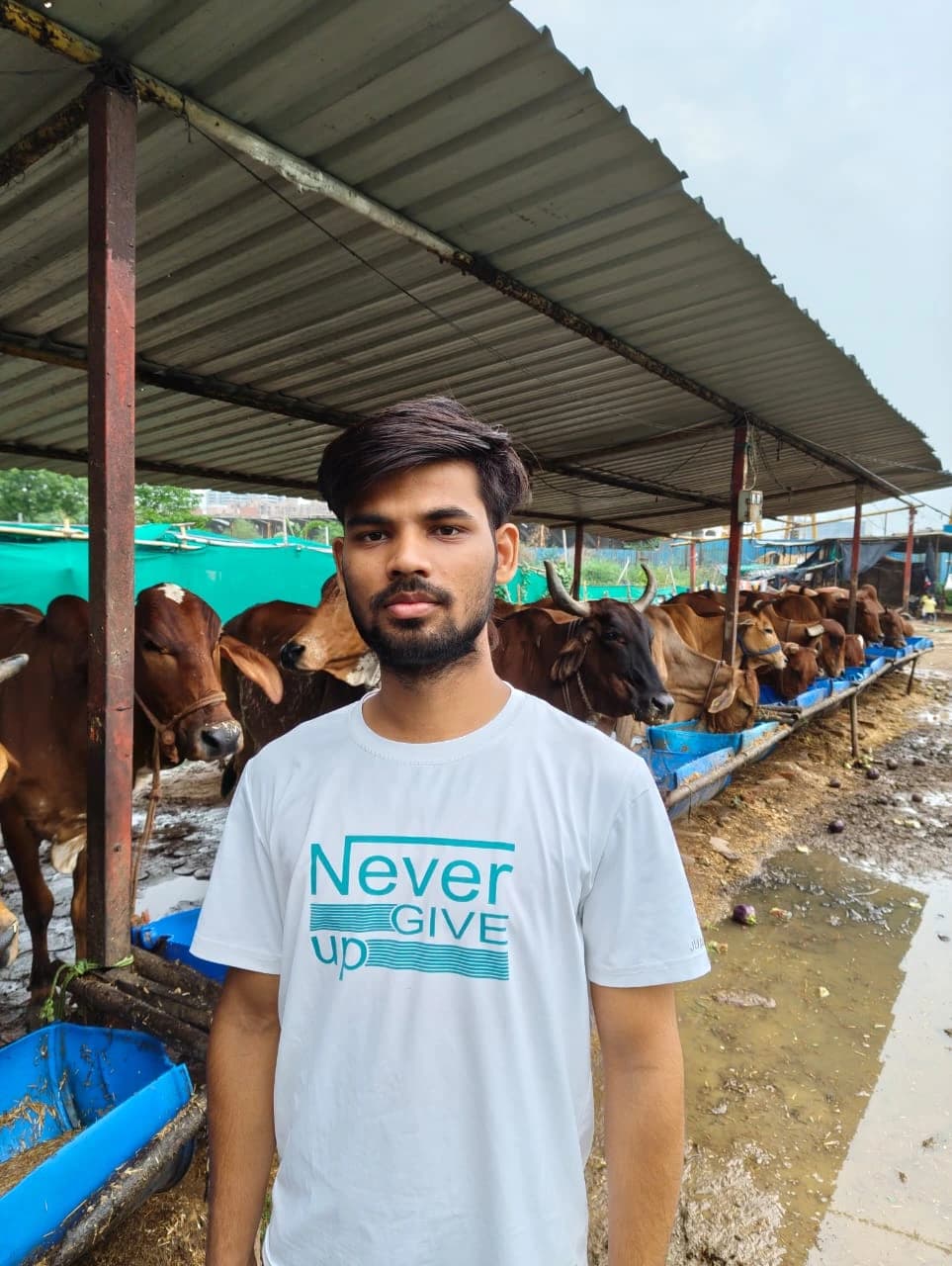 A2 Cow Milk