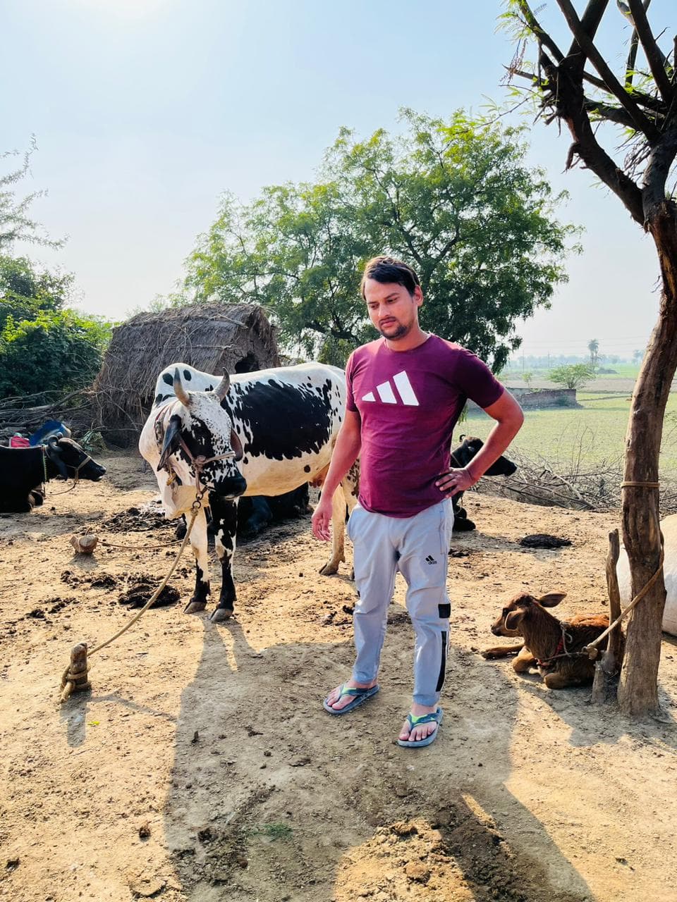 Fresh Cow milk