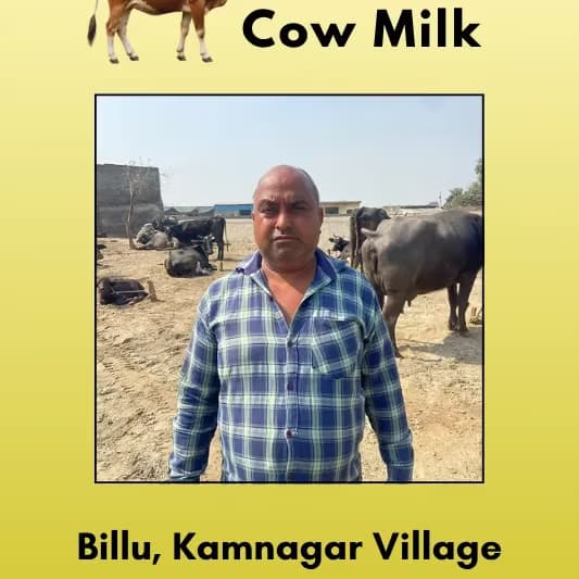 Cow Milk 500 ML From Billu