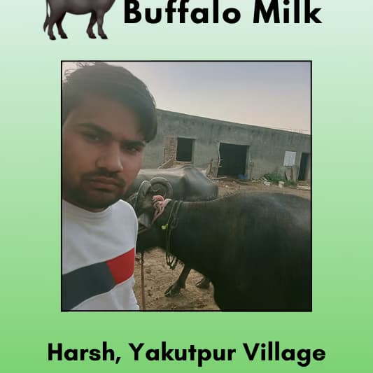 Fresh Buffalo milk 500 ml from Harsh, Yakudpur Village