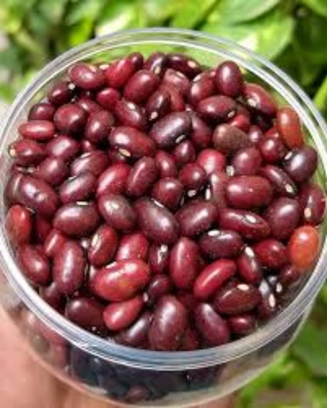 Rajma